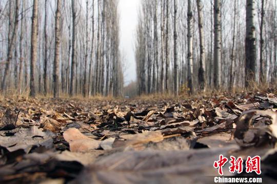 七旬老人坚持种树14年55亩戈壁荒滩变林带(图)