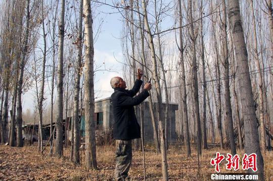 陶应福为一些树做修剪。 谢南南 摄