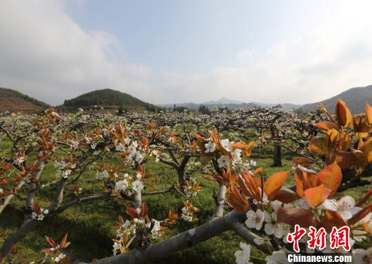 ����������Ķ�滨ʢ������ʤ��