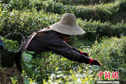 茶叶吐新芽,茶农茶园里采茶。 谭凯兴 摄