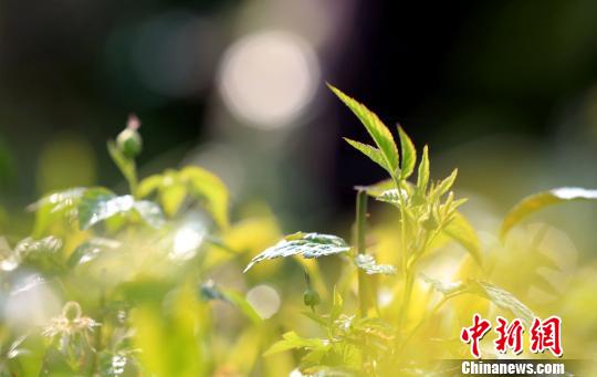 ��Ҷ��ѿ���������������ԡ���̷���� ��