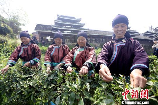 茶农在广西柳州市三江侗族自治县良口乡和里村的茶园里采摘春茶。 吴练勋 摄