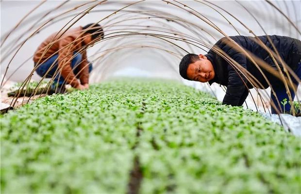 5���ڣ�ϰ��ƽ�����ٿ���������Ҫ���鶼�ᵽ������⣡