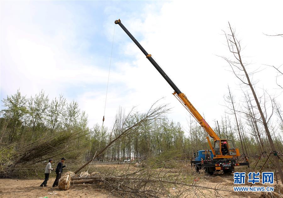 （环境）（1）河北廊坊：造林百万亩建立京津冀生态屏障