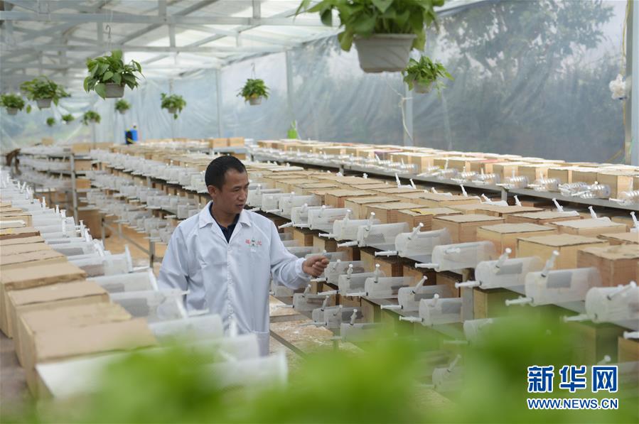 #(社会)(3)湖北宣恩:产业扶贫助力深山养蜂人