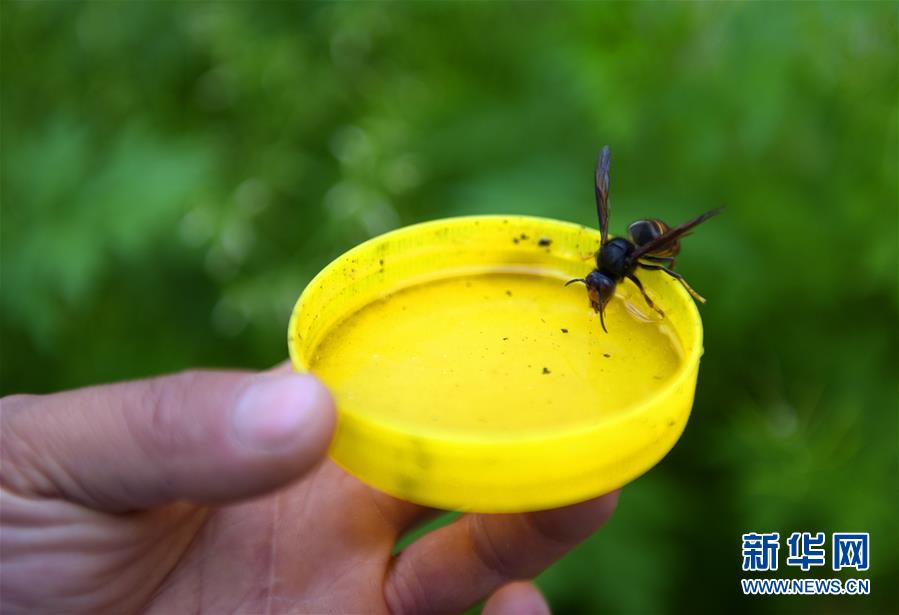 #(社会)(5)湖北宣恩:产业扶贫助力深山养蜂人