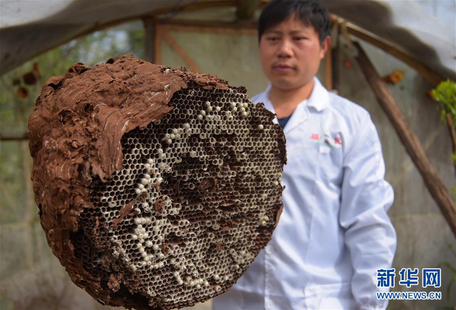 #(社会)(6)湖北宣恩:产业扶贫助力深山养蜂人