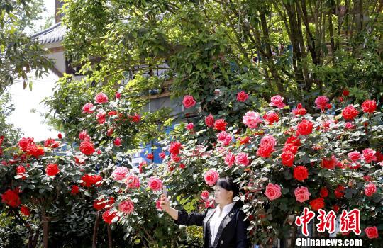 人在花中乐。 奉力 摄