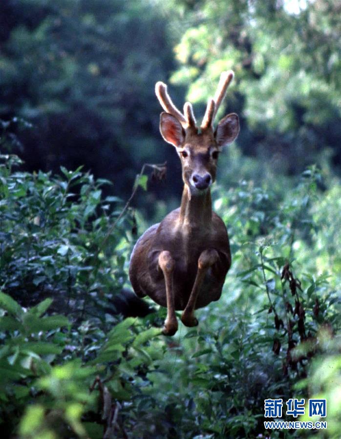 (潮起海之南)(1)海南坡鹿:从濒临灭绝到海南名片