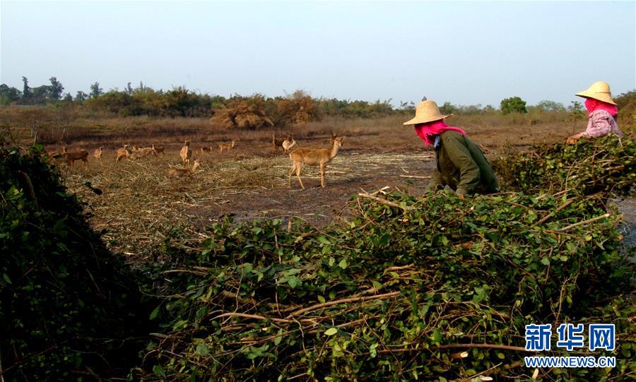 (潮起海之南)(3)海南坡鹿:从濒临灭绝到海南名片