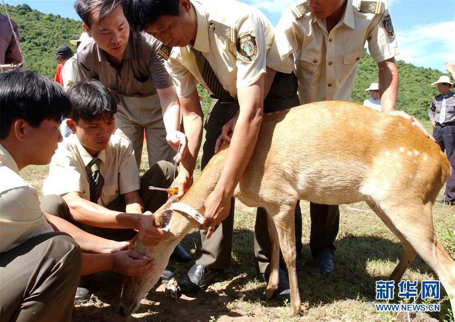 (潮起海之南)(4)海南坡鹿:从濒临灭绝到海南名片