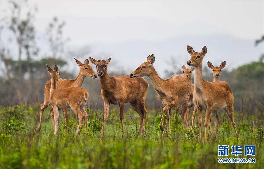 (潮起海之南)(6)海南坡鹿:从濒临灭绝到海南名片