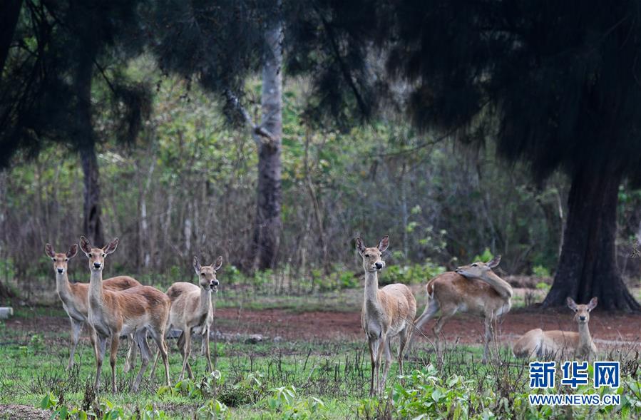 (潮起海之南)(14)海南坡鹿:从濒临灭绝到海南名片