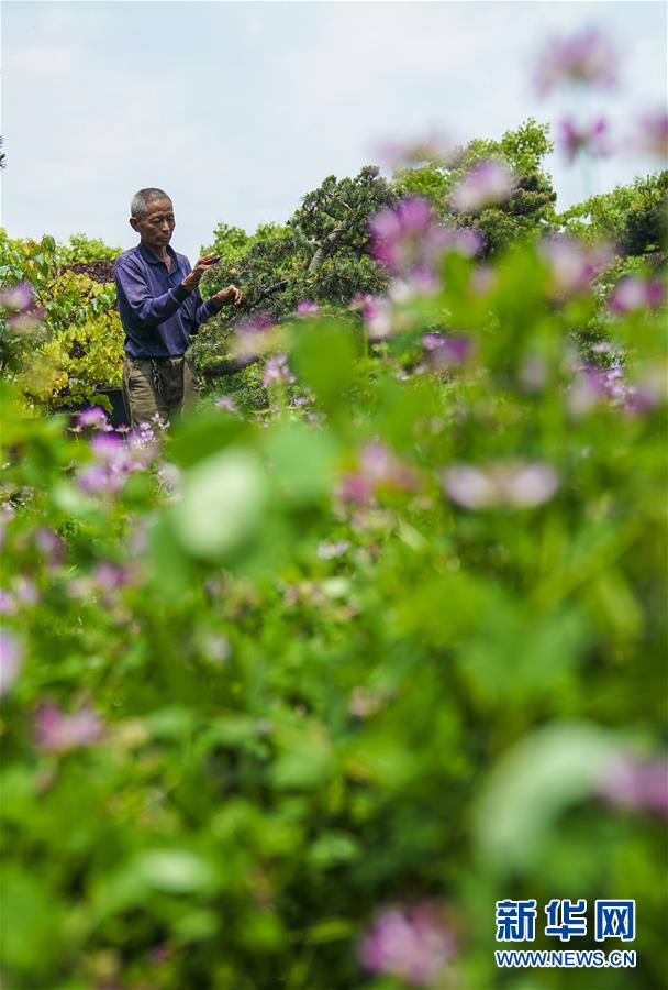 (社会)(1)浙江“千万工程”推进美丽乡村产业经济发展