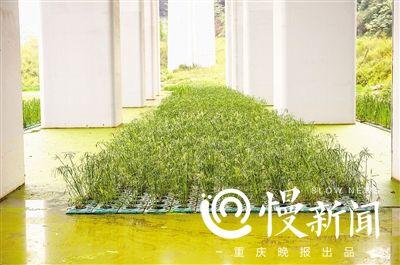 Ϊ�˱�����̬����������վ�·�������Χ������ˮ��ֲ�