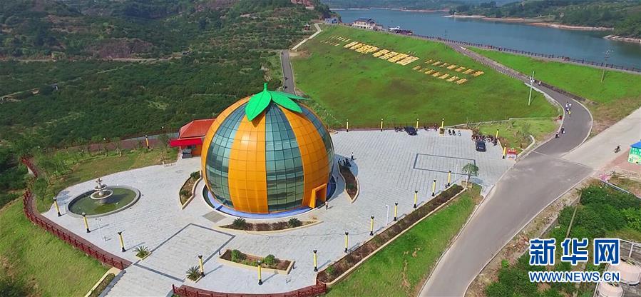 (习近平新时代中国特色社会主义思想在基层·美好生活新变化·图文互动)(2)从会种到会卖 由会卖到懂种——南丰“蜜桔村”破困局、种“金”桔