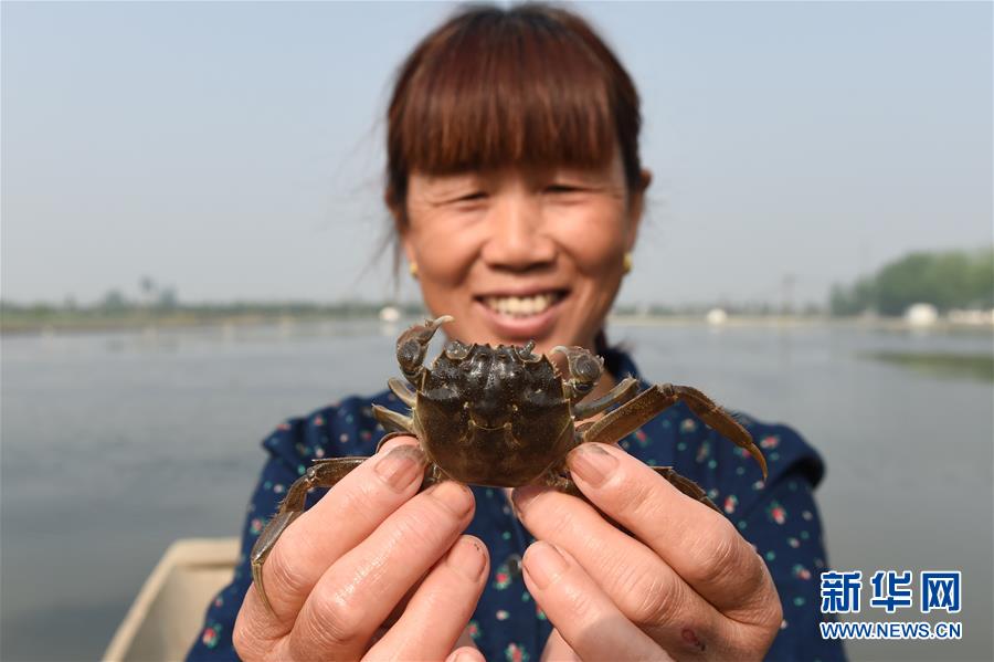 (图片故事)(5)周庄记之三:“聚宝盆”里的蟹农