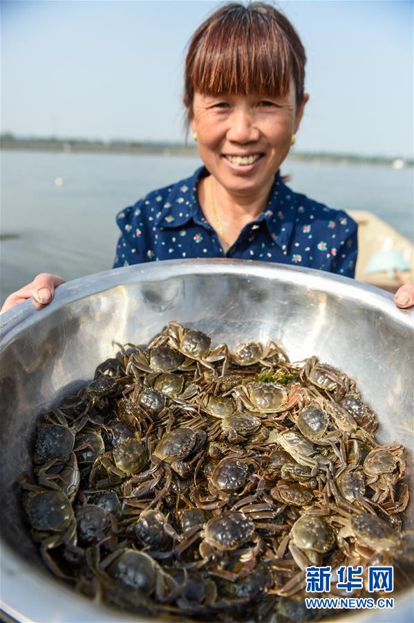 (图片故事)(6)周庄记之三:“聚宝盆”里的蟹农