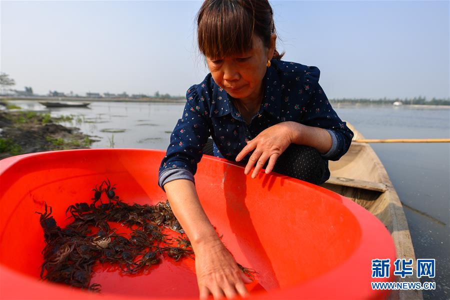 (图片故事)(9)周庄记之三:“聚宝盆”里的蟹农
