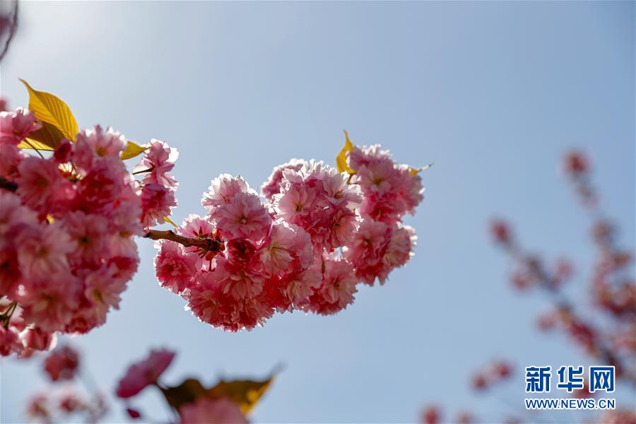 ��XHDW����3�����Ϲ�ӣ��ʢ��