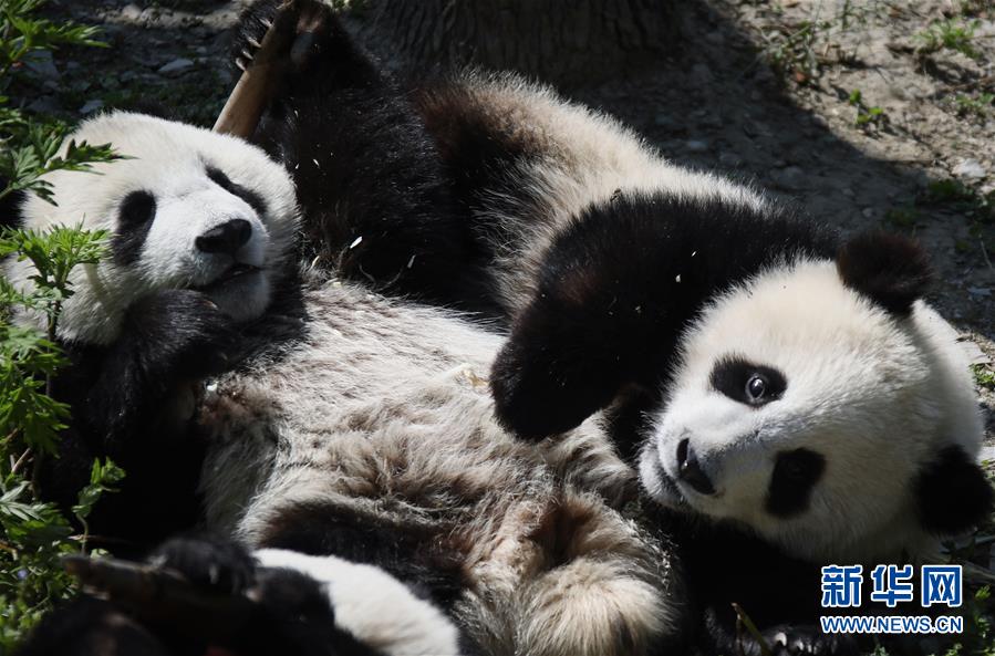 ����ᣩ��6��������ˮ��ɽ��Ĵ���è���׶�԰��