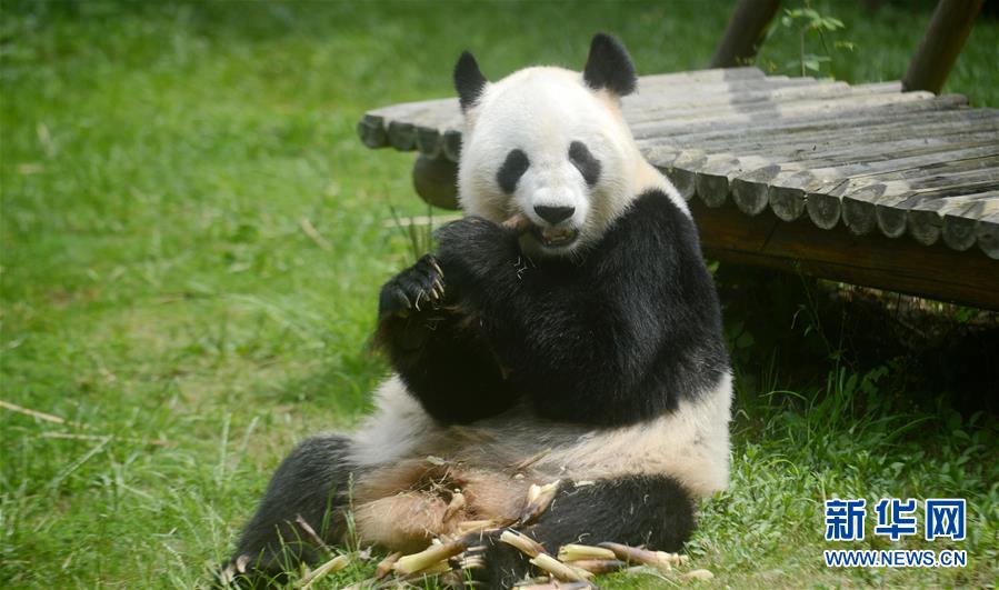 #����ᣩ��3������è��������������ݻؼ����Ĵ�