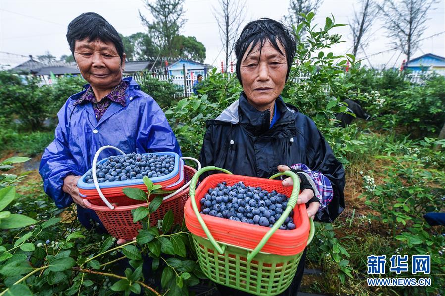 (经济)(6)“生态蓝莓”成为乡村旅游“金名片”