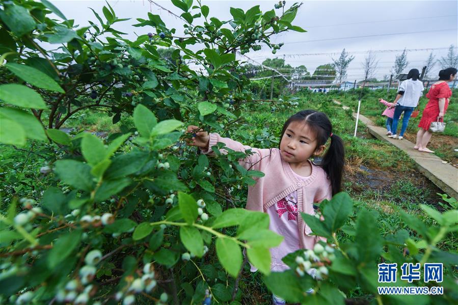 (经济)(7)“生态蓝莓”成为乡村旅游“金名片”