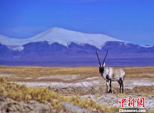 图为青海可可西里。(资料图)青海省旅发委供图
