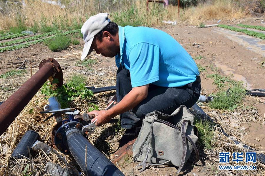 (XHDW·图文互动)(3)中国第二大沙漠边“绿色长城”的守卫者