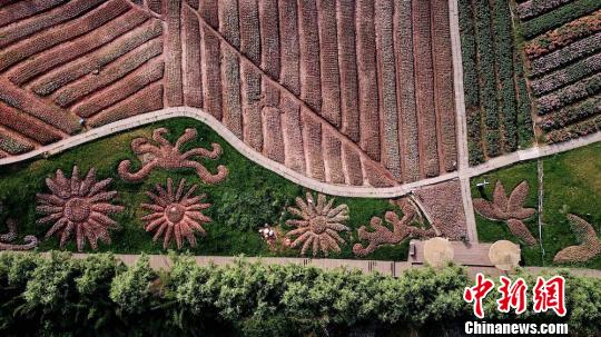 航拍“地毯”图案。 杨涛 摄