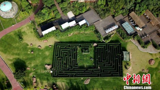 利用园林艺术设计栽种的绿色迷宫。 杨涛 摄