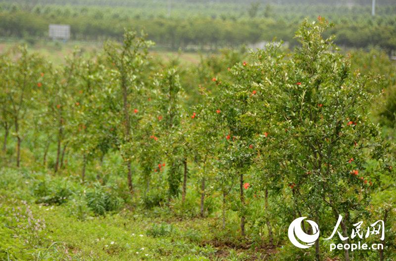 ΪˮԼˮܱߵĻȫʹý϶໯ũҩĴͳֲũҵѾתͣɫũҵΪˮũҵչΨһѡͼΪؾʯֲءﲩ㣩