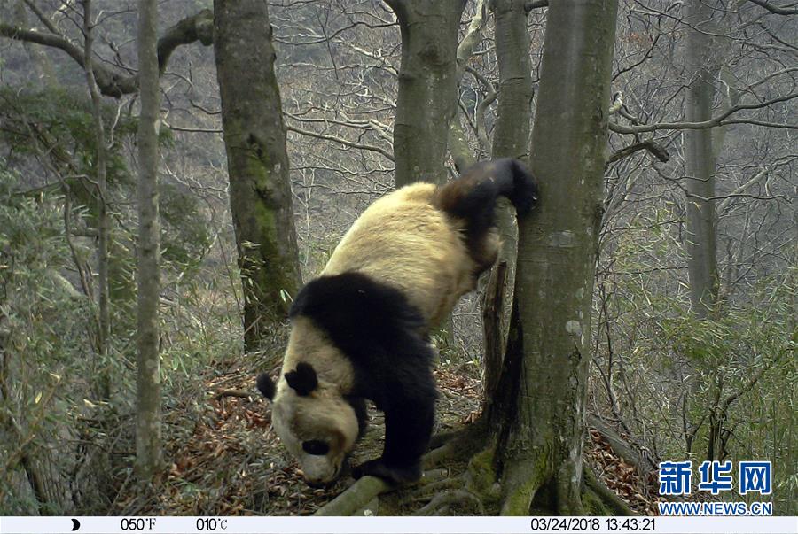 (图文互动)(2)保护者“眼”中的野生大熊猫:现在要见你也很容易