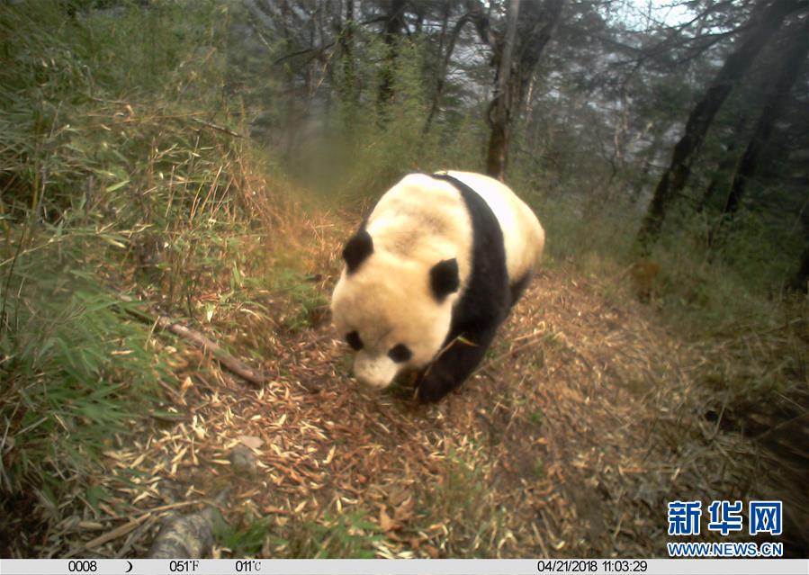 ��ͼ�Ļ�������3�������ߡ��ۡ��е�Ұ������è������Ҫ����Ҳ������