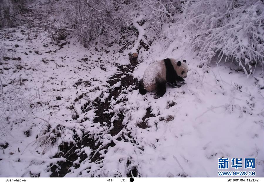 ��ͼ�Ļ�������6�������ߡ��ۡ��е�Ұ������è������Ҫ����Ҳ������