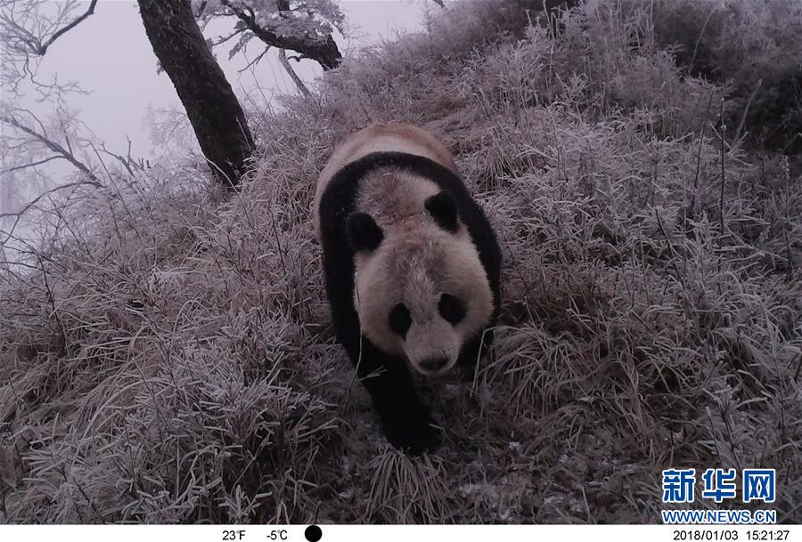 ��ͼ�Ļ�������7�������ߡ��ۡ��е�Ұ������è������Ҫ����Ҳ������