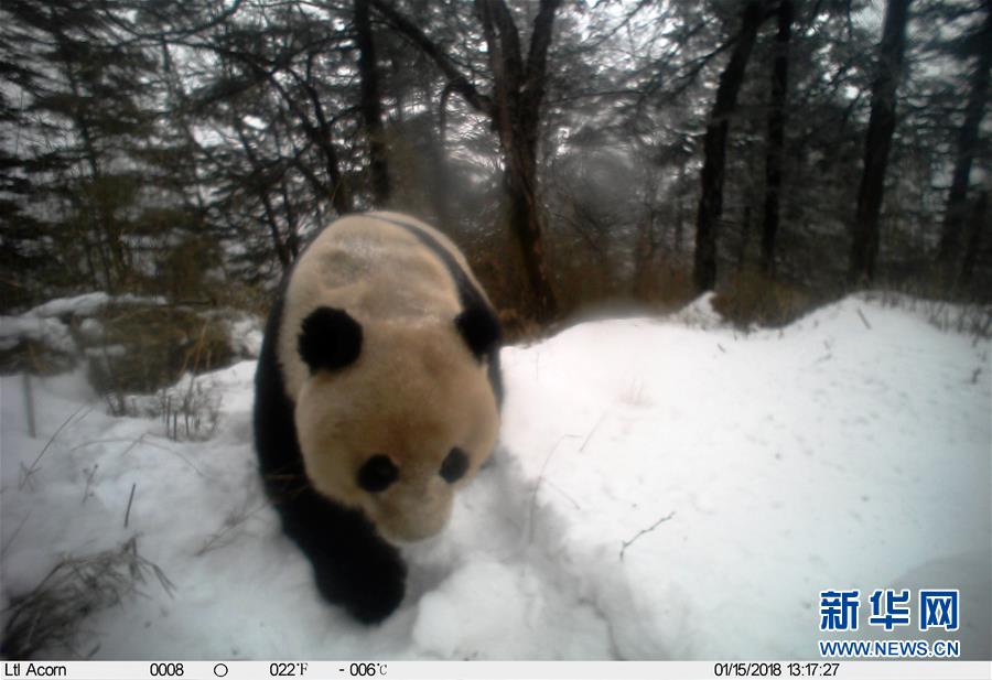 ��ͼ�Ļ�������8�������ߡ��ۡ��е�Ұ������è������Ҫ����Ҳ������