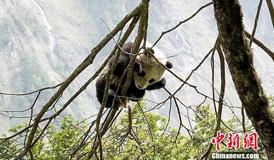 在树上玩耍的大熊猫宝宝。 钟欣 摄