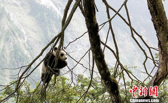 在树上玩耍的大熊猫宝宝。 钟欣 摄