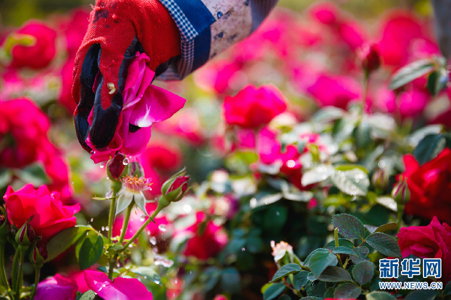 һõһ һУʻ˳ɡ족