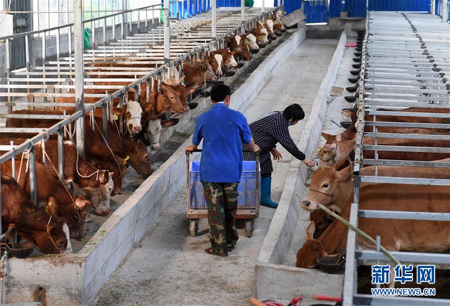 (脱贫攻坚)(2)广西都安:“贷牛还牛”助脱贫