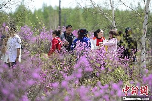 资料图:游客在杜鹃花丛中驻足赏花。<a target='_blank' href='http://www.chinanews.com/'>中新社</a>记者 刘文华 摄