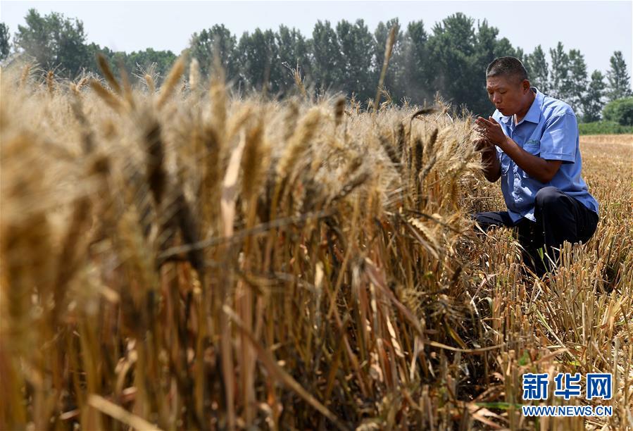 (社会)(5)返乡“的哥”的麦收情结