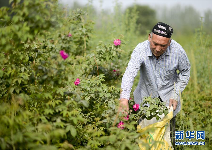 (图文互动)(3)挖玉人的“玫瑰经”