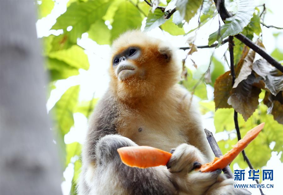 ����̬����2������ԣ�ӣ�������������ɽ