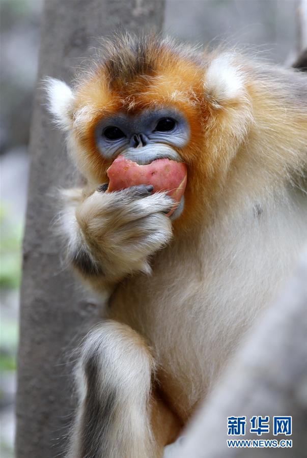 ����̬����4������ԣ�ӣ�������������ɽ