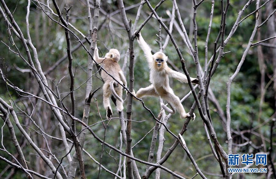 ����̬����7������ԣ�ӣ�������������ɽ