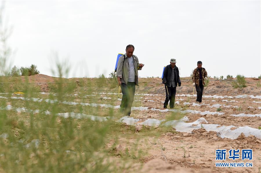(新华全媒头条·图文互动)(10)三代人与一片沙