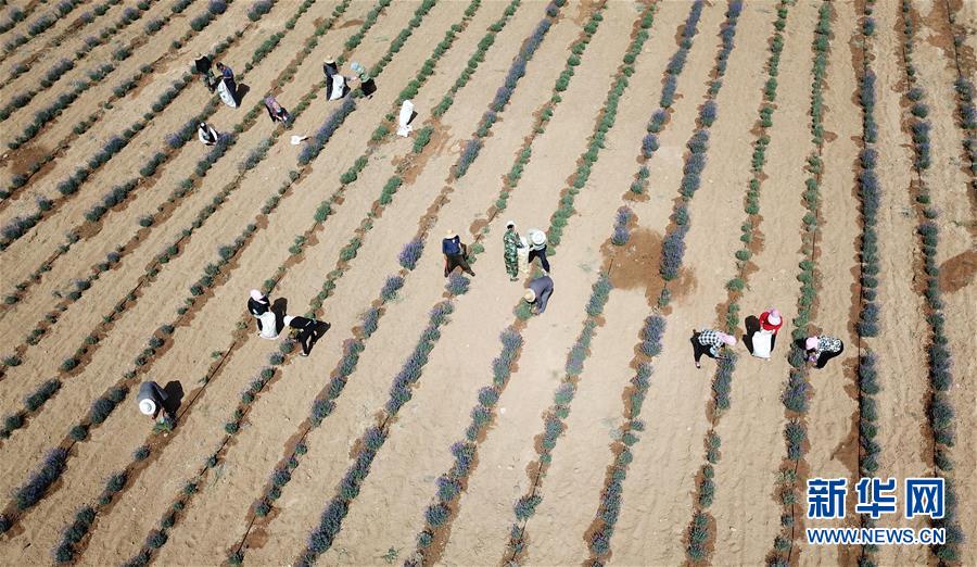 (经济)(1)耕作“沙海” 收获芳香